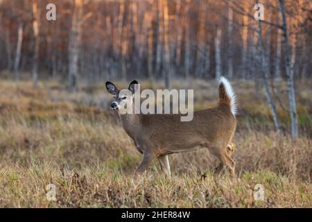 Weißschwanz-Rehkitz läuft mit seinem Schwanz nach oben im nördlichen Wisconsin-Feld. Stockfoto