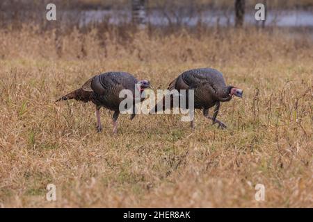 Herbst östlichen wilden Truthähne im nördlichen Wisconsin. Stockfoto