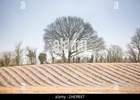 Leichter Schnee auf dem Boden in einem ländlichen, gepflügten Feld in der britischen Wintersaison. Stockfoto