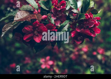 Die Schönheit des Frühlings, blühend und mit Regen bedeckt, fällt Apfelbaum Malus Royalty Stockfoto
