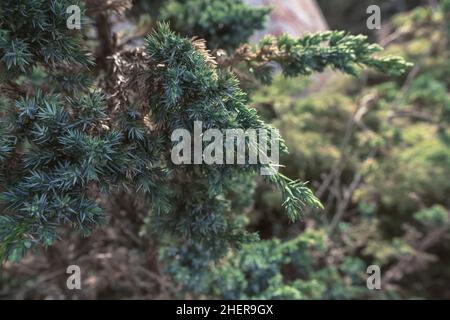 Nahaufnahme der juniperus squamata Meyeri-Zweige der familie cupressaceae Stockfoto