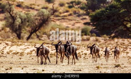 Kleine Gruppe von Blauen Gnus zu Fuß Vorderansicht in Kgalagadi Transfrontier Park, Südafrika; specie Connochaetes taurinus Familie von Bovidae Stockfoto