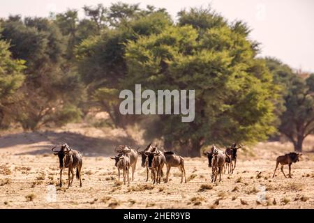 Kleine Gruppe von Blauen Gnus zu Fuß Vorderansicht in Kgalagadi Transfrontier Park, Südafrika; specie Connochaetes taurinus Familie von Bovidae Stockfoto