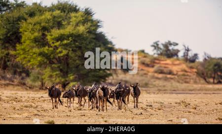 Kleine Gruppe von Blauen Gnus zu Fuß Vorderansicht in trockenem Land in Kgalagadi transfrontier Park, Südafrika ; specie Connochaetes taurinus Familie von B Stockfoto