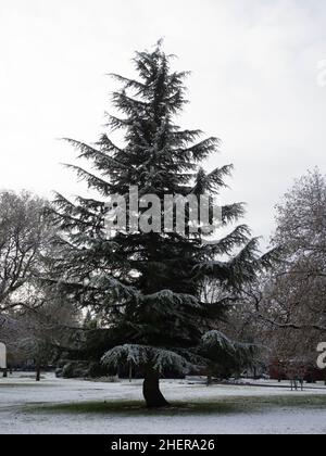 Weihnachtstanne, die hoch und stolz inmitten einer leichten Schneedecke steht Stockfoto