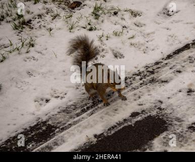 Graues Eichhörnchen auf einem verschneiten Pfad mit Erdnuss im Mund Stockfoto