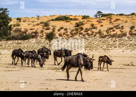 Kleine Gruppe von Blauen Gnus zu Fuß in trockenem Land in Kgalagadi Transfrontier Park, Südafrika; specie Connochaetes taurinus Familie von Bovidae Stockfoto