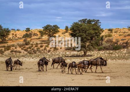 Kleine Gruppe von Blauen Gnus zu Fuß in trockenem Land in Kgalagadi Transfrontier Park, Südafrika; specie Connochaetes taurinus Familie von Bovidae Stockfoto