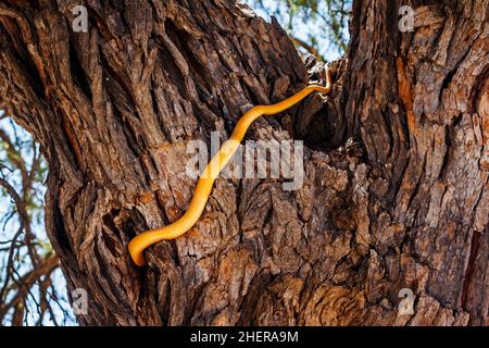 Kapkobra auf Rindenbaum im Kgalagadi Transfrontier Park, Südafrika; specie Naja nivea Familie der Elapidae Stockfoto