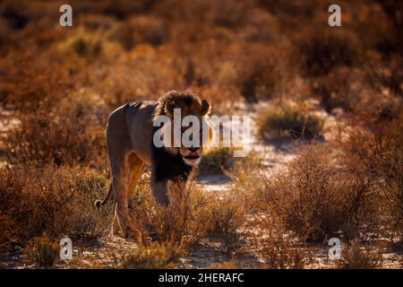 Afrikanischer Löwe, der bei Sonnenaufgang im Kgalagadi Transfrontier Park, Südafrika, geht; Artie panthera leo Familie von felidae Stockfoto