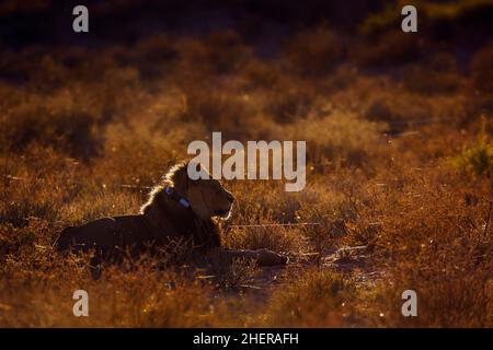 Afrikanischer Löwe mit Funkkragen bei Sonnenaufgang im Kgalagadi Transfrontier Park, Südafrika; Artie panthera leo Familie von felidae Stockfoto