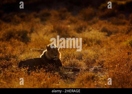 Afrikanischer Löwe im Kgalagadi Transfrontier Park, Südafrika; Art panthera leo Familie der felidae Stockfoto