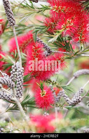 Callistemon rigidus. Steife Flaschenbürste Blume. Stockfoto