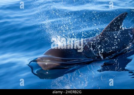 Kurzflossentaucher (Globicephala macrorhynchus) atmet während der Auftauchphase Stockfoto