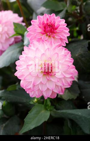 Dahlia „Aufschrift“ blüht. Stockfoto