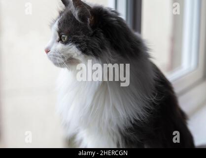 Katze sitzt auf der Fensterbank und kontempliert das Leben im Freien. Stockfoto