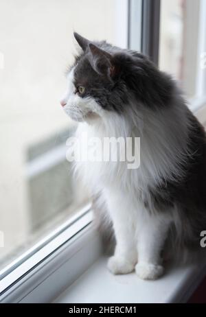 Katze sitzt auf der Fensterbank und kontempliert das Leben im Freien. Stockfoto