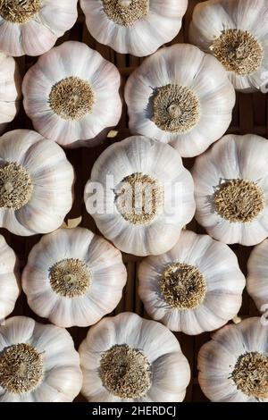 Allium sativum. Knoblauchzwiebeln „Rose de Lautrec“. Stockfoto