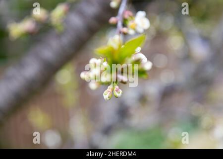 Viele schöne Blüten von Apfelbaum im Frühjahr Stockfoto