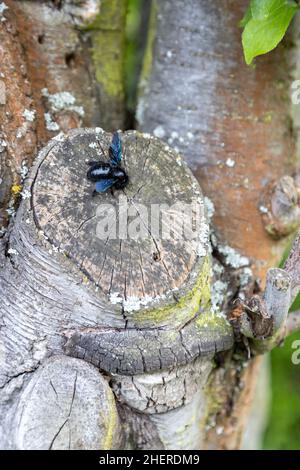 Eine wunderschöne blaue Holzbiene arbeitet am Stamm eines alten Baumes. Stockfoto