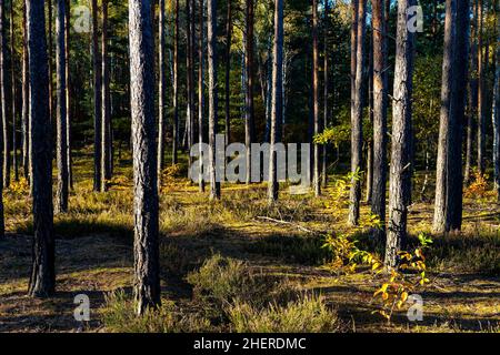 Frühherbstpanorama des gemischten Walddickichts im Mazowiecki Landschaftspark in der Stadt Celestynow bei Warschau in der Region Mazovia in Polen Stockfoto