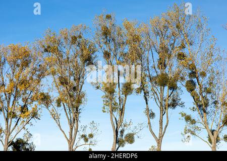 Baumallee in ländlicher Landschaft mit Mistel unter klarem blauen Himmel Stockfoto