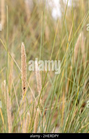 Dünengras als Schutz für die Düne und auch Lebensraum für Tiere und Insekten im Sommer. Stockfoto