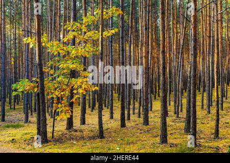 Frühherbstpanorama des gemischten Walddickichts im Mazowiecki Landschaftspark in der Stadt Celestynow bei Warschau in der Region Mazovia in Polen Stockfoto