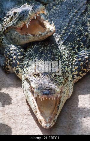 Das amerikanische Krokodil (Crocodylus acutus) mit offenem Kiefer. Stockfoto