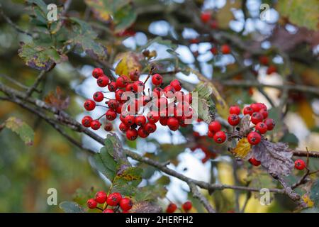 Sorbus hybrida 'Gibbsii' Beeren im Herbst Stockfoto