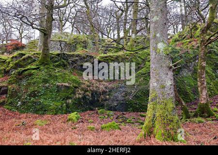 Coed Victoria ist ein alter Eichenwald in der Nähe von Llanberis im Snowdonia National Park, Wales. Stockfoto