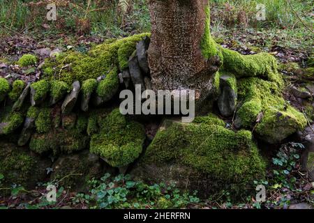 Eine mit Moos bewachsene Trockensteinmauer in einem Waldgebiet. Zwischen den Steinen wächst ein Baum Stockfoto