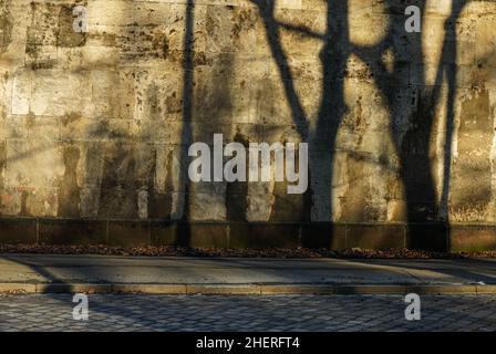 Baumschatten an einer Wand neben einer Straße. Stockfoto