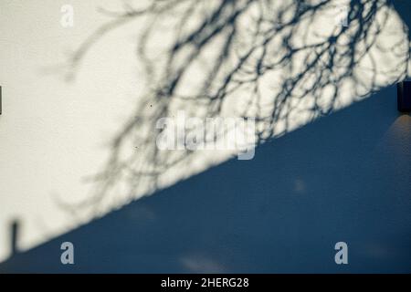 Baumschatten an einer Hauswand. Stockfoto