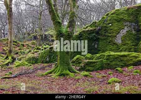 Coed Victoria ist ein alter Eichenwald in der Nähe von Llanberis im Snowdonia National Park, Wales. Stockfoto