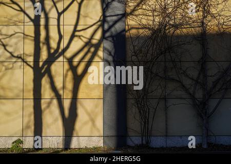 Baumschatten an einer Hauswand. Stockfoto