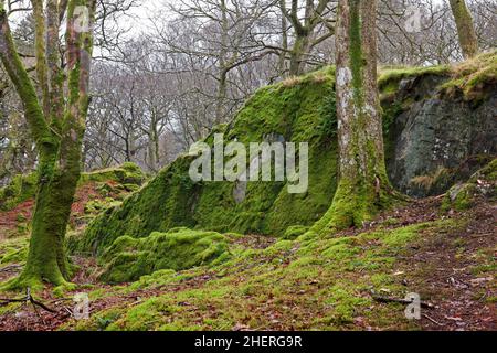 Coed Victoria ist ein alter Eichenwald in der Nähe von Llanberis im Snowdonia National Park, Wales. Stockfoto
