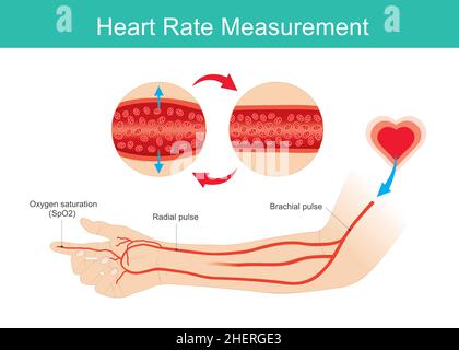 Gemessene Herzfrequenz. Darstellung von Arm und Arterien dient zum Lernen über die gemessene Herzfrequenz und den gemessenen Sauerstoffgehalt. Abbildung. Stock Vektor