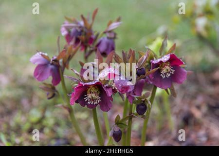 Blühende Blumen hellebore an einem sonnigen Tag, auch bekannt als Weihnachten oder Fastenrose. Helleborus Double Ellen Purple. Stockfoto
