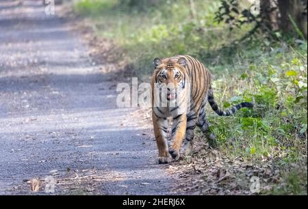 Indischer Bengaltiger (Panthera tigris tigris) im Wald von Nordindien. Stockfoto