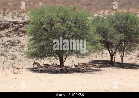 Springbok steht im Schatten unter einem Baum im Kgalagadi Stockfoto