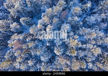 Luftaufnahme des schneebedeckten Winterwaldes am Abend. Kalter frostiger Tag im Winter. Blick von oben auf verschneite Bäume Stockfoto