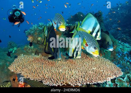 Der Tauch beobachtet eine Gruppe scharfköpfiger Fledermausfische (Platax pinnatus) und diagonal gebänderter Süßlippen (Plectorhinchus lineatus), die über intakter Hyazinthe schwimmen Stockfoto