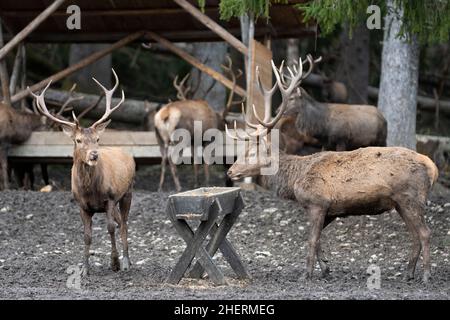 Braune hirsche mit großem Geweih am Futterplatz im bayerischen Wald Stockfoto