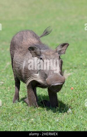 Gewöhnlicher Warzenschwein (Phacochoerus africanus), von vorne, Kasane, Botswana Stockfoto