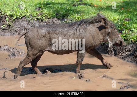 Warzenschweine (Phacochoerus africanus), weiblich, sät im Schlammbad, Kasane, Botswana Stockfoto