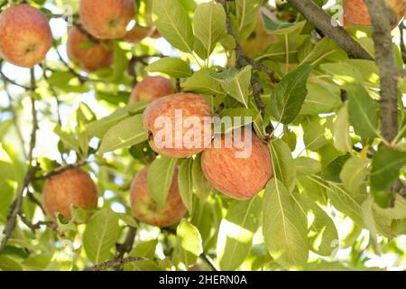 Rote Äpfel auf dem Baumzweig im Garten. Rote Äpfel warten darauf, zu reifen. Natürliche, leckere und leckere Snacks. Stockfoto