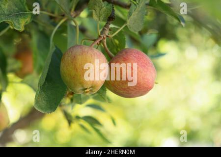 Rote Äpfel auf dem Baumzweig im Garten. Rote Äpfel warten darauf, zu reifen. Natürliche, leckere und leckere Snacks. Stockfoto