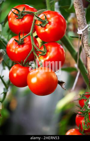 Schöne rote reife Tomaten in Bio-Gewächshaus Stockfoto