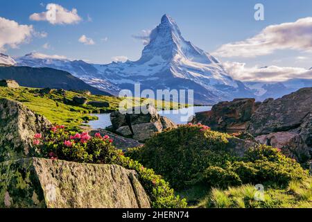 Blühende Alpenrosen über dem Stellisee mit dem Matterhorn 4478m, Zermatt, Mattertal, Walliser Alpen, Kanton Wallis, Schweiz Stockfoto